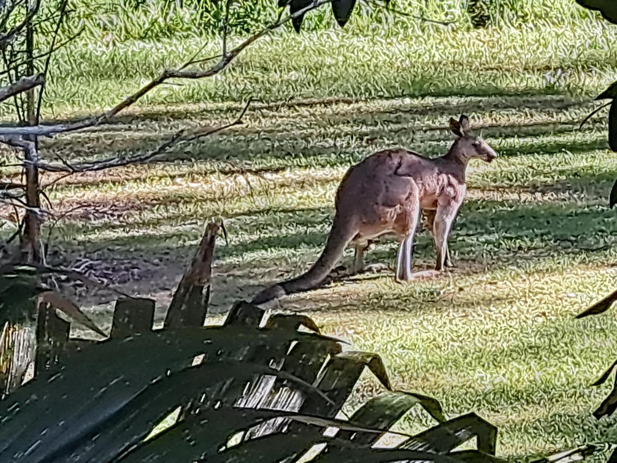 Forest View Bungalow Nambucca Heads Bagian luar foto