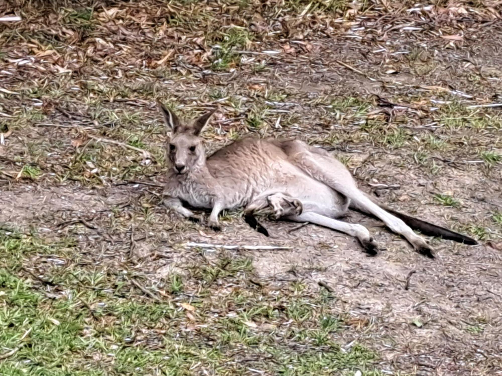Forest View Bungalow Nambucca Heads Bagian luar foto