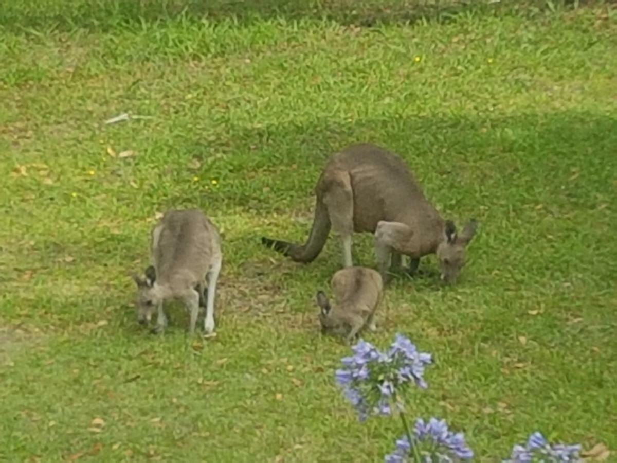 Forest View Bungalow Nambucca Heads Bagian luar foto