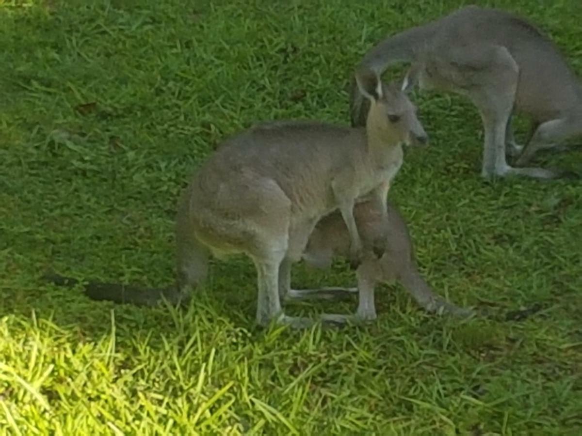 Forest View Bungalow Nambucca Heads Bagian luar foto