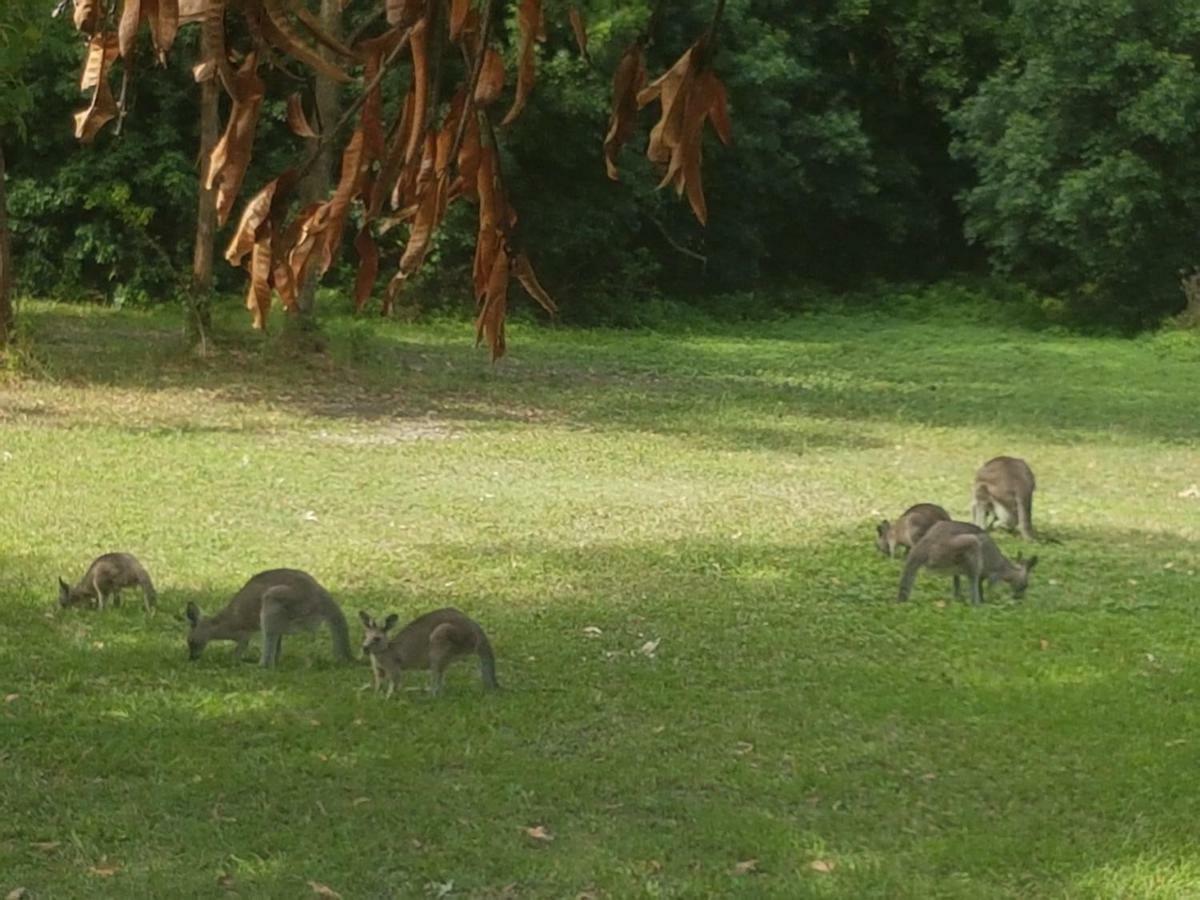 Forest View Bungalow Nambucca Heads Bagian luar foto